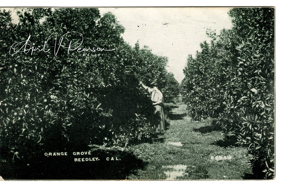 Orange Grove Reedley Cal