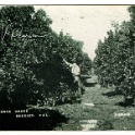 Orange Grove Reedley Cal